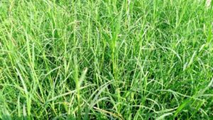 Cynodon dactylon uses and benefits