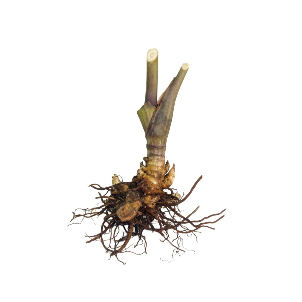 Actaea racemosa uses and benefits - Image 2