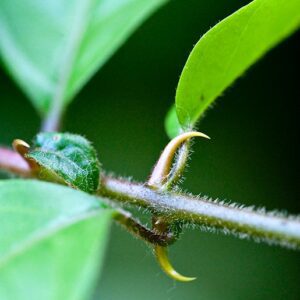 Uncaria tomentosa uses and benefits