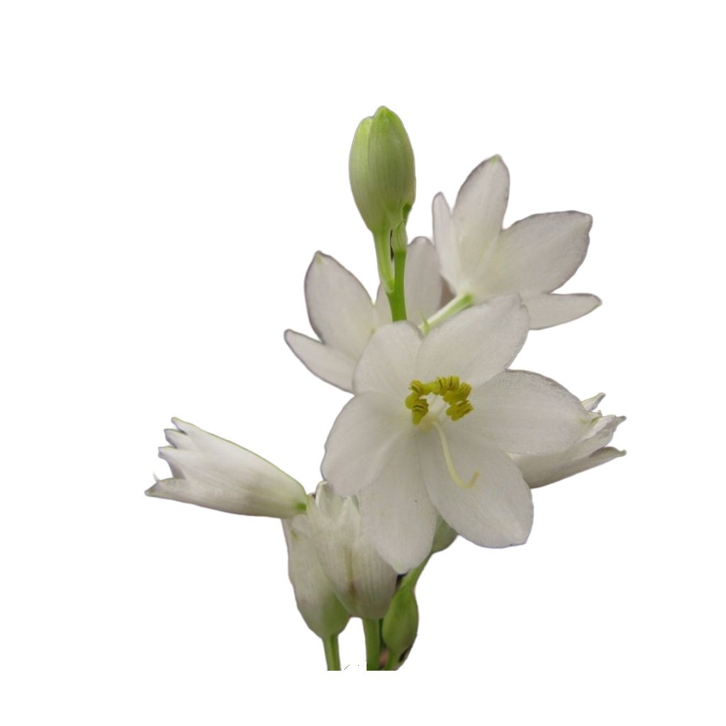 Chlorophytum tuberocum uses and benefits
