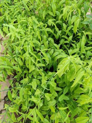 Clinacanthus nutans uses and benefits