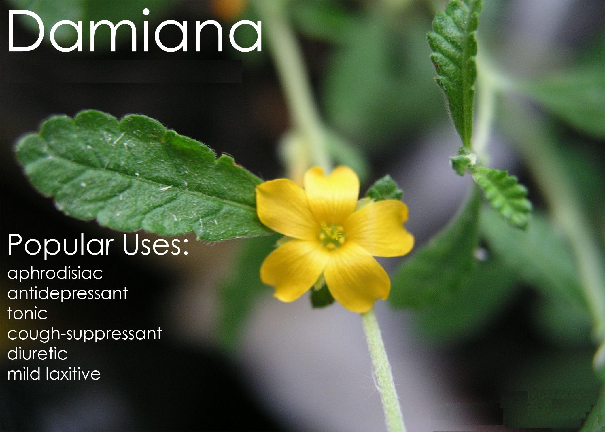 Damiana leaves uses and benefits - Image 6