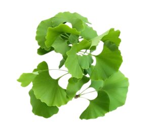 Maidenhair tree oil uses and benefits