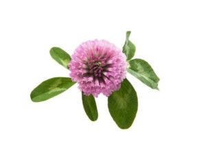 Trifolium pratense uses and benefits