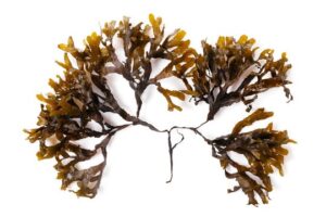 Sea kelp powder uses and benefits
