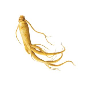 Eleutherococcus senticosus uses and benefits