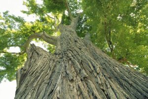 Ulmus rubra uses and benefits