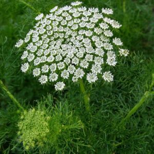 Trachyspermum roxburghianum