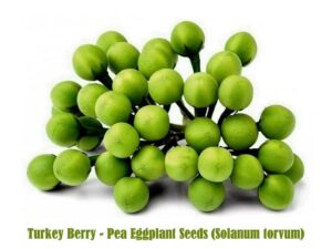 Solanum torvum uses and benefits