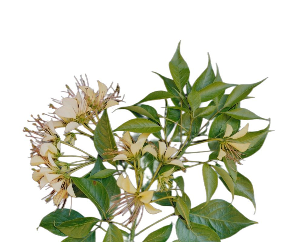 Crataeva nurvala uses and benefits - Image 2