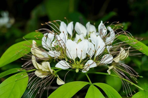 Crataeva nurvala uses and benefits
