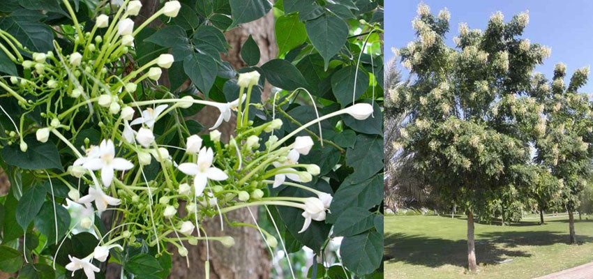 Cork Tree uses and benefits - Image 3